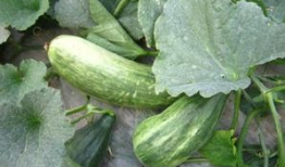 吃瓜网其他功能,一站式娱乐资讯平台，畅享海量精彩内容