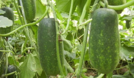 baike百科吃瓜网,揭秘娱乐圈幕后故事，带你走进八卦世界