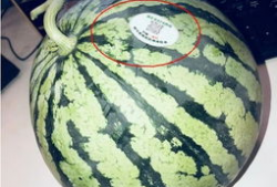 网红语言吃瓜,揭秘网红圈那些吃瓜背后的故事