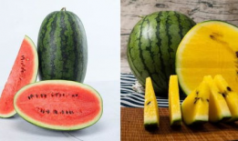 629吃瓜网分享,带你领略网络八卦的魅力