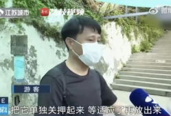 网红吃瓜前线,揭秘娱乐圈最新热点事件
