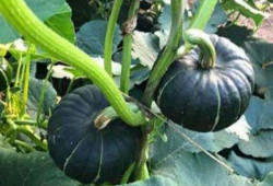 网红圈吃瓜群,揭秘娱乐圈幕后风云