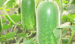 718吃瓜网张瑾瑜,揭秘718吃瓜网背后的故事